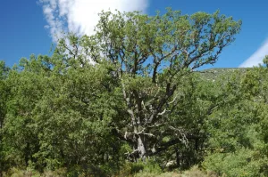 Fondueñas Gall-oak