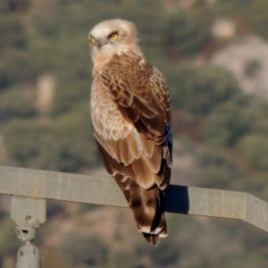 Ruta Somontano mediterráneo. Azlor