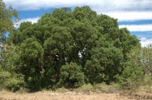Holm oak Miguel. Colungo
