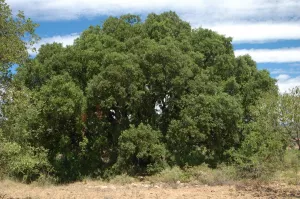 Miguel Holm oak. Colungo