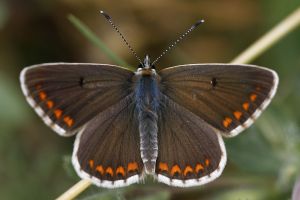 Paseo Geobotánico. Olvena