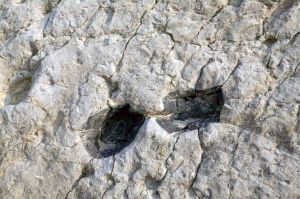 La Fondota, Paleontological Site. Abiego