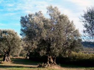 The Alquezranas walkaway. Alquézar