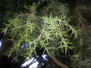Juniper of Alquézar