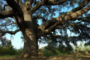 Roque Holm oak. Adahuesca