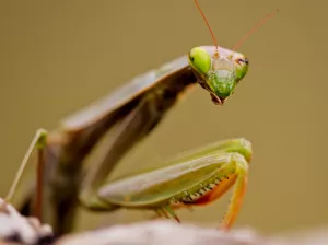 Paisaje mediterráneo. Adahuesca