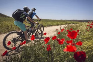 Wineries of la Carrodilla Route