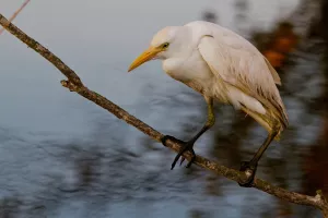 Sasos, muelas y ripas, en el valle de la Clamor. El Tormillo