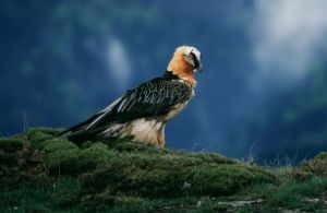 Ruta Crestas del Balces. Bierge