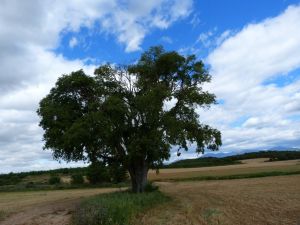 Singular Trees