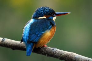 Ruta Ribera del río Vero. Castillazuelo