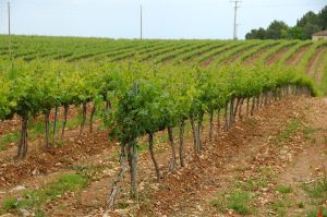 Bodegas Monte Odina