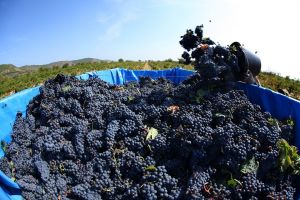 Die Traube und der Wein