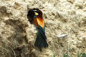 Ruta Ribera del Alcanadre. Torres de Alcanadre