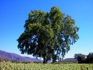 Platanero de El Grado. El Grado