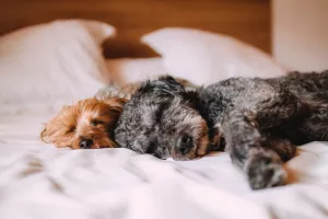 Viajar con mascota