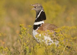 Ruta Cantaderos del Sisón. Berbegal