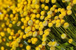 Honey. Asque