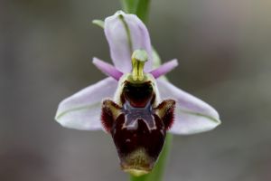 El jardín de las orquídeas. Pozán de Vero - Castillazuelo