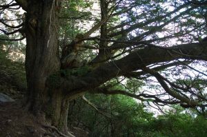 Conifer, Castillo de los Santos. Adahuesca