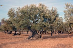 Verdeña olive grove. Burceat