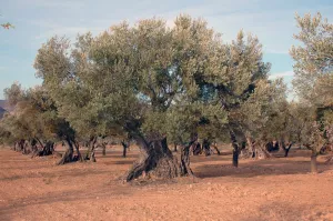 Campos de verdeña. Burceat
