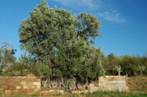 Nadal Olive tree. Colungo