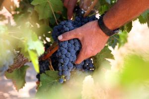 Bodega Casa Mateu