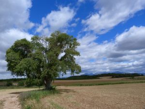 Nettle tree de la Cabañera. Azlor