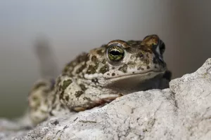 Armonía en los contrastes. Alquézar