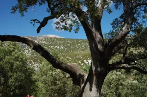 San Lorenzo Holm oak. Rodellar