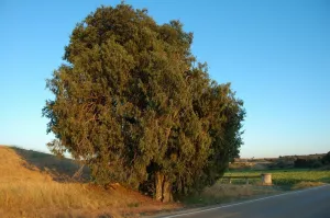 Juniper of the Algarrofales