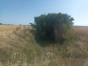 Pozo salado Laluenga