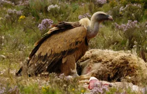 Uitzichtpunt van Chimiachas. Alquézar
