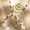 Araña Tigre