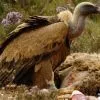 Buitre Leonado