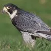 Halcon Peregrino